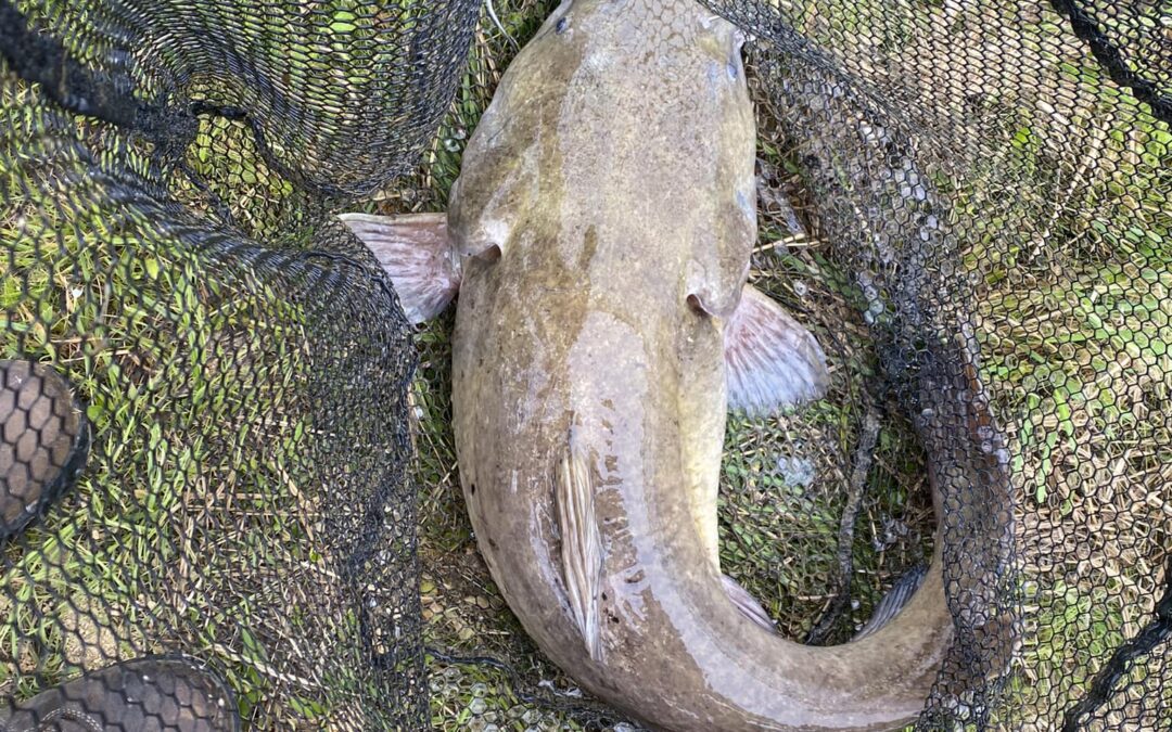 Fish Species Located In Our Ponds